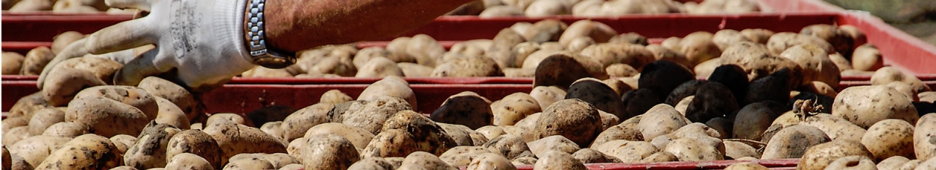 PATATE